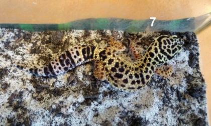 Leopardgeckos Eublepharis macularius paarweise abzugeben