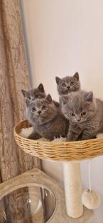 Bkh- kitten Bkh-kitten