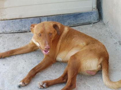 Tarik - Freundlicher, gehorsamer Podenco-Mix sucht freies Körbchen