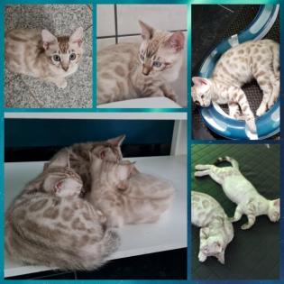 Snow bengal kitten auch zucht