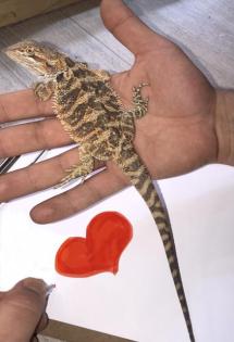 Bartagame Jungtiere abzugeben