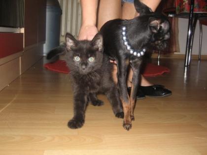 Kraft und gesundheit katze schwarz