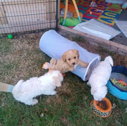Maltipoo Welpen Rüde aprico