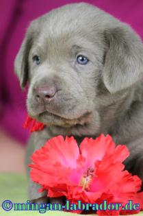 Labrador Retriever premium Welpen, light Silber, light Charcoal