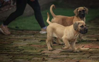 PRESA CANARIO WELPEN