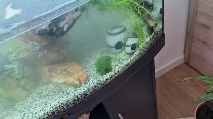 Wasserschildkröten mit Aquarium und Zubehör