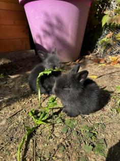 Kleine Löwenkopfkaninchen Babys