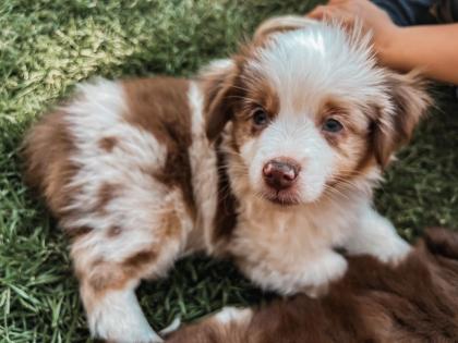 Mini Australian Shepherd