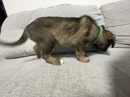 11 Süße Malinois Welpen suchen ein neues Zuhause
