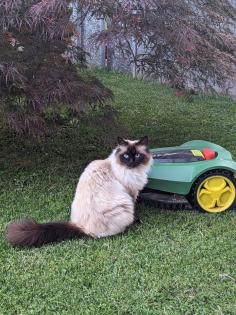 Wir suchen unsere geliebte Birma Katze
