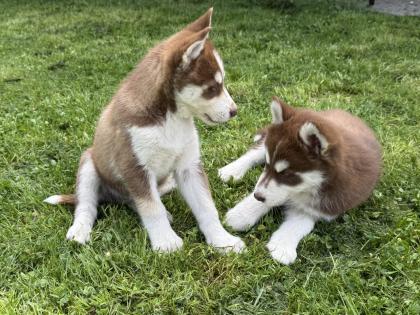 Sibirische Husky-Welpen 8 Wochen alt, geimpft entwurmt