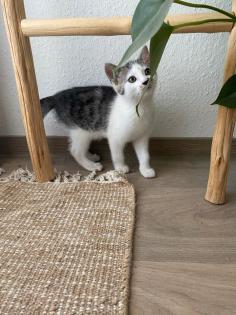 Kleine Kater abzugeben