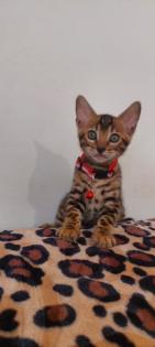Bengal katze, Baby Katzen