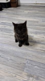 Katzen junges rasse bombay und mischling