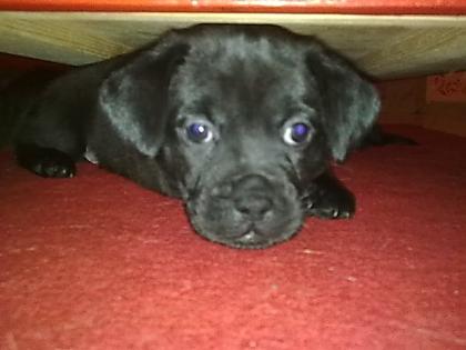 Rüde Hündin Mischlings Hunde Welpen abzugeben.