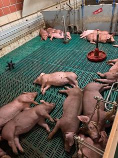 Duroc Pietrain Ferkel, Schinkenschweine