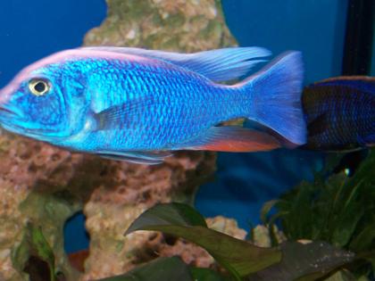 Sceanochromis ahli Iceberg