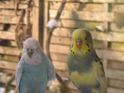 Nestjunge Wellensittiche und Zuchtpaare abzugeben
