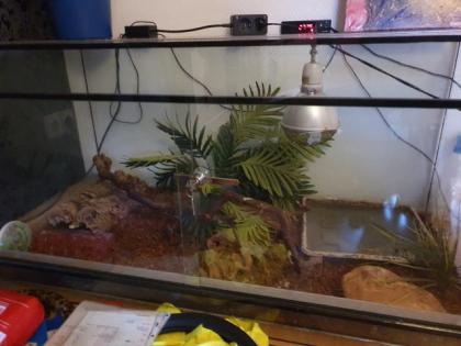 Terrarium Schlange