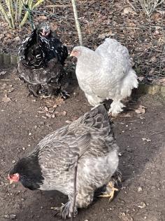 Bruteier Brahma gelockt und glatt