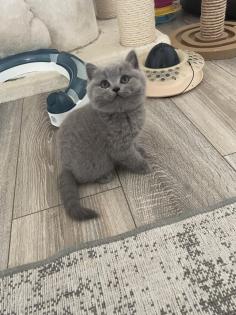 Britisch kurzhaar kitten