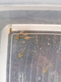 Axolotl babys zum reservieren