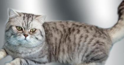 Deckkater, Britisch-Kurzhaar, Silbertabby, Blutgruppe A-, VIEL ERFAHRUNG