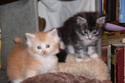 Maine Coon/Sibirische Waldkatzen Babys