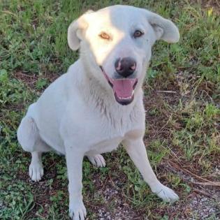 Aramis / Status sucht ein Zuhause