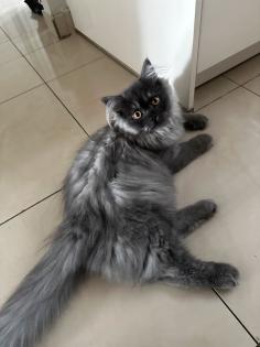 Perser und Angora mix Katzen