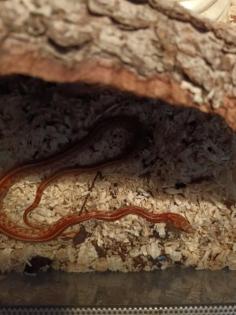 10 Monate alte Kornnatter mit Terrarium