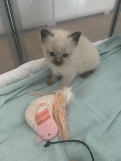 Heilige Birma Kitten traumhafte Schmuser