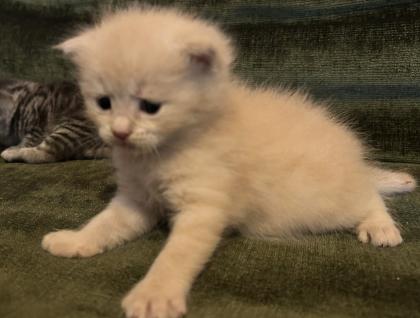 Kitten Britisch Kurzhr Mix