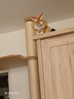 Devon Rex Kater Amour 10 Monate, kastriert - verspielt und sehr liebevoll