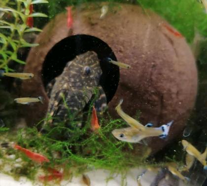 112l Aquarium mit Fischen und Zubehör
