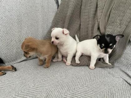 Chihuahua Welpen 3 Rüden Reinrassig