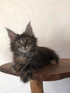 Reinrassige Maine Coon Kitten mit Stammbaum sind auf der Suche.