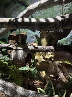Terrarium und Kronengecko mit komplettem Zubehör