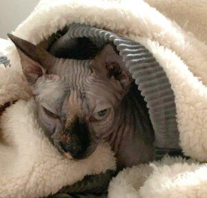 LUCI und Lilli - Canadian Sphynx, weiblich, 7Jahre, Gechipt, Kastriert