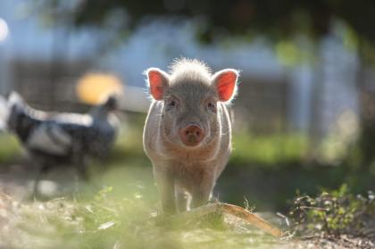 Verschiedenfarbige Minischwein abzugeben