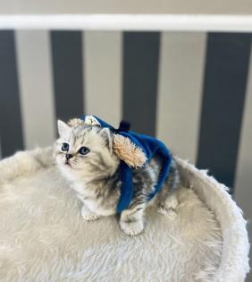 BKH Britisch Kurz Haar Kitten