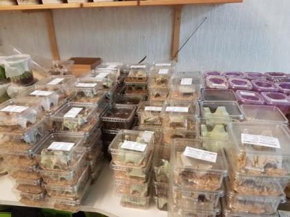 Heimchen 1, 70 Euro, Drosophila 2, 50 Euro, Springschwänze 2, 50 Euro in Erfurt