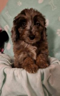 Miniature Aussiedoodle Welpen