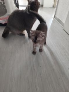 Bkh-kitten