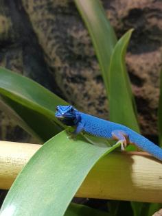 Lygodactylus williamsi