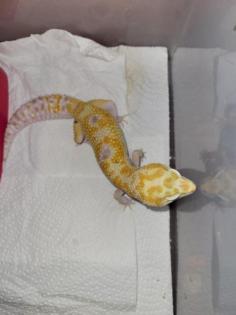Leopardgecko 0. 1 white and Yellow Extreme Emerine, 0. 1 Universe Leopardgecko