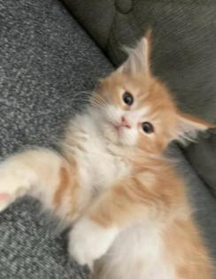 Wunderschöne reinrassige XXL Maine Coon Red Tabby Red White Tabby Katzen Kitten
