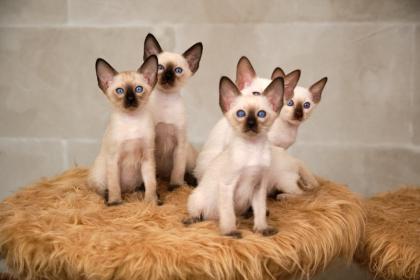 Siamkitten von unserer THAIMAHAL ENGEL in den Farben seal point und chocolate point