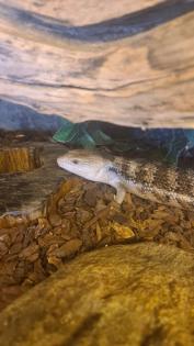 0. 0. 1 Blauzungenskink Tiliqua scincoides