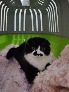 Scotisch fold Katze 6 Monate alt